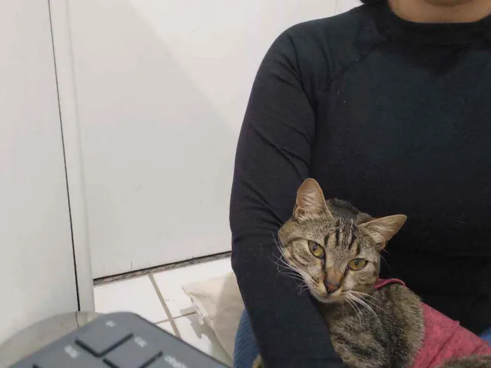 Gato ra a SRD idade 7 a 11 meses nome Ruth Docinho