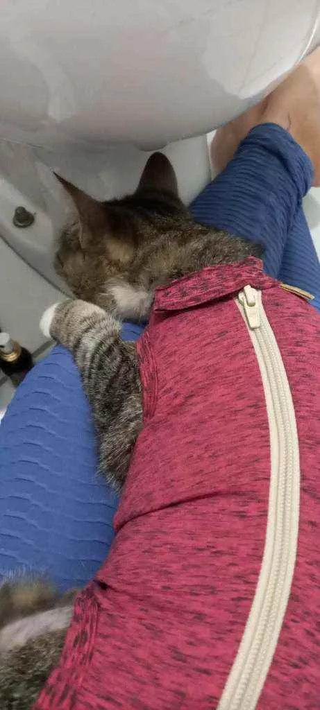 Gato ra a SRD idade 7 a 11 meses nome Ruth Docinho