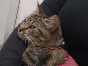 Gato raça SRD idade 7 a 11 meses nome Ruth Docinho