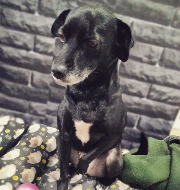 Cachorro ra a SRD-ViraLata idade 6 ou mais anos nome Mary Jane