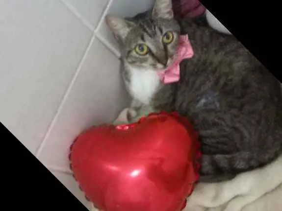 Gato ra a SRD idade 7 a 11 meses nome Ruth Docinho