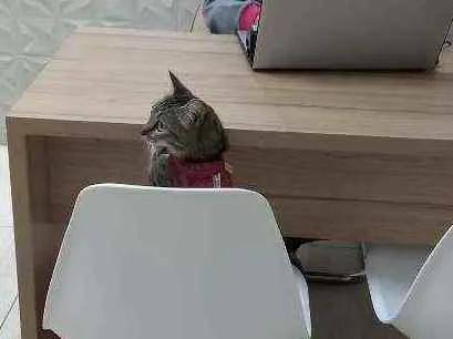 Gato ra a SRD idade 7 a 11 meses nome Ruth Docinho