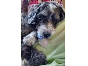 Cachorro raça poodle idade 5 anos nome scout