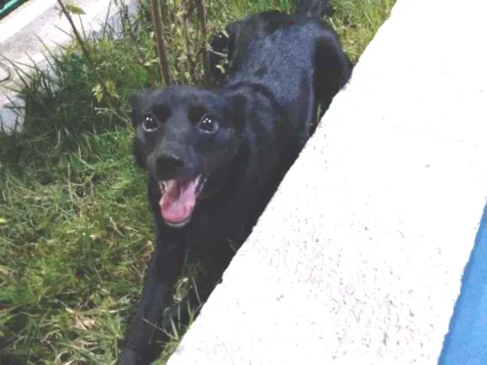 Cachorro ra a SRD-ViraLata idade 2 anos nome Lois