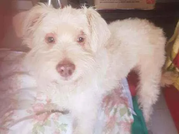 Cachorro ra a Srd idade 2 a 6 meses nome Bidu