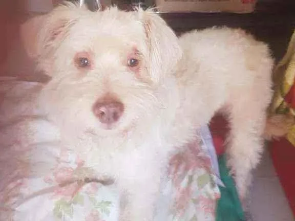 Cachorro ra a Srd idade 2 a 6 meses nome Bidu