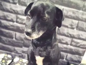 Cachorro raça SRD-ViraLata idade 6 ou mais anos nome Mary Jane