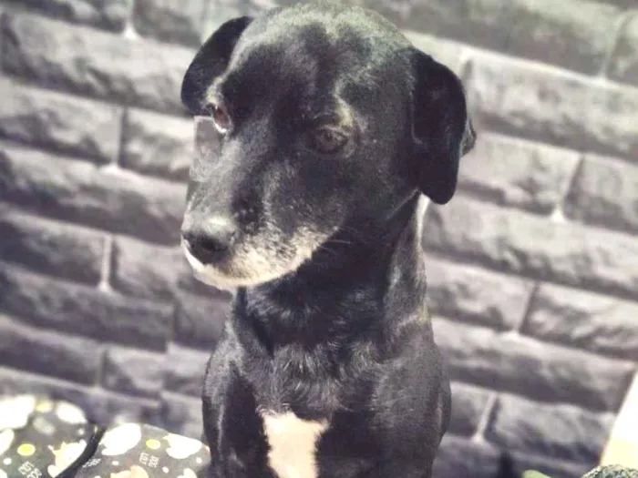 Cachorro ra a SRD-ViraLata idade 6 ou mais anos nome Mary Jane