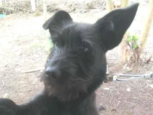 Cachorro raça Não sei ao certo idade 1 ano nome Menina