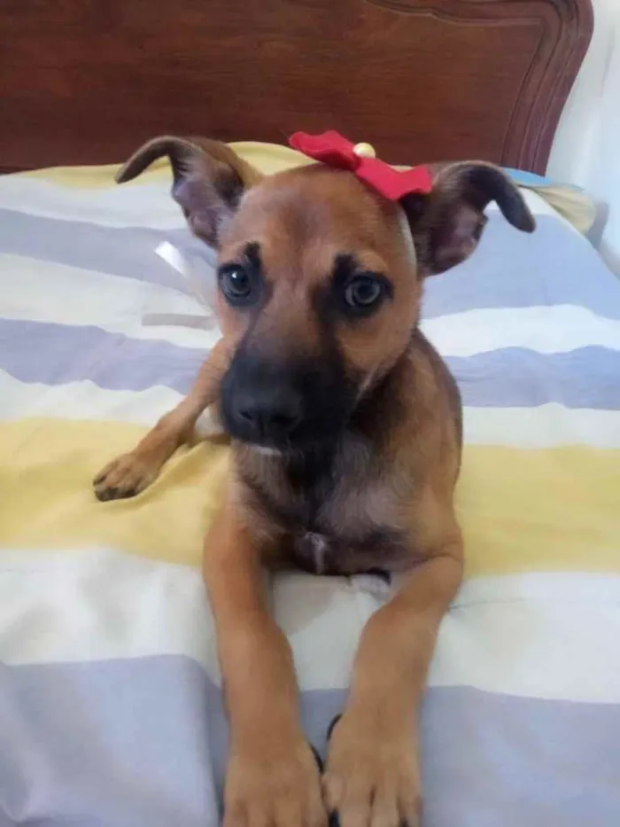 Cachorro ra a SRD idade 2 a 6 meses nome Zahra