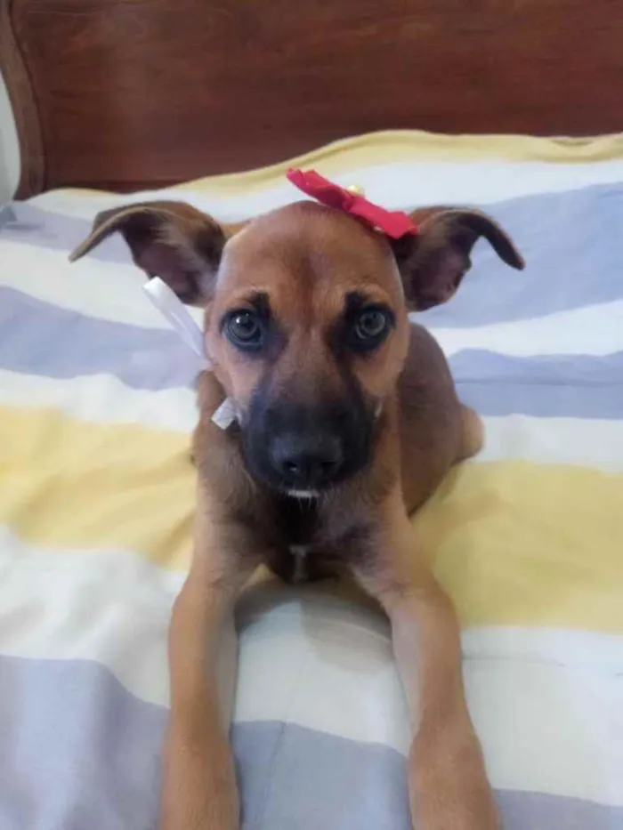 Cachorro ra a SRD idade 2 a 6 meses nome Zahra