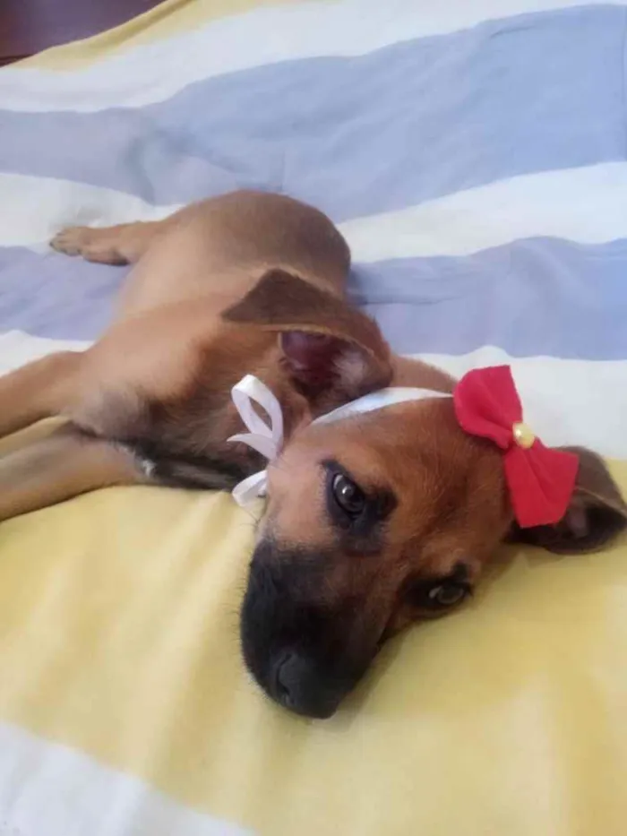 Cachorro ra a SRD idade 2 a 6 meses nome Zahra