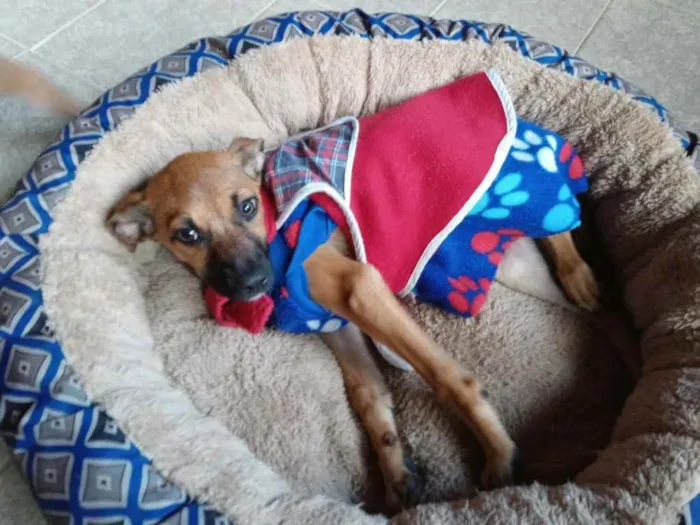 Cachorro ra a SRD idade 2 a 6 meses nome Zahra