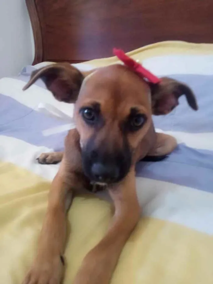 Cachorro ra a SRD idade 2 a 6 meses nome Zahra