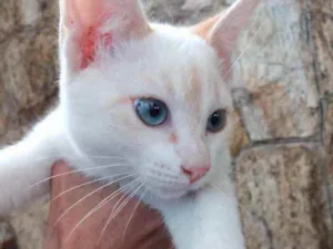 Gato raça Srd idade 2 a 6 meses nome Floquinho 