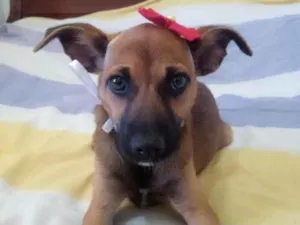 Cachorro raça SRD idade 2 a 6 meses nome Zahra