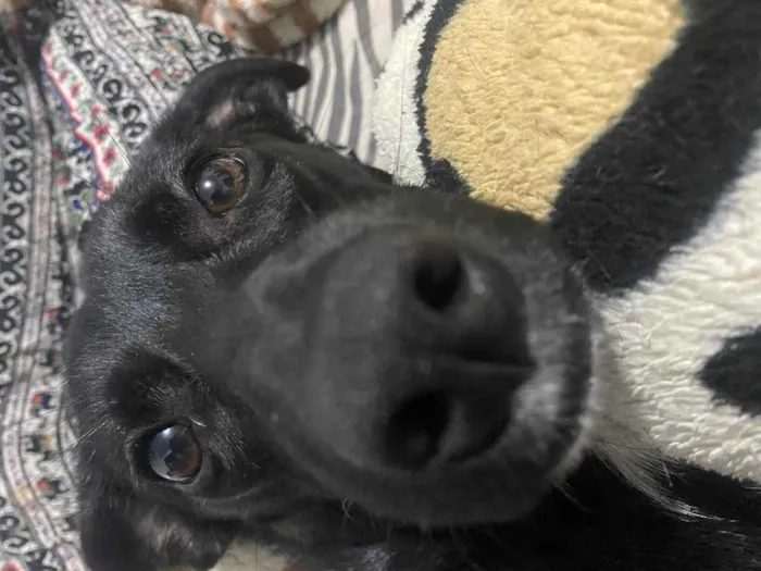 Cachorro ra a Sem raça definida idade 7 a 11 meses nome Ramona