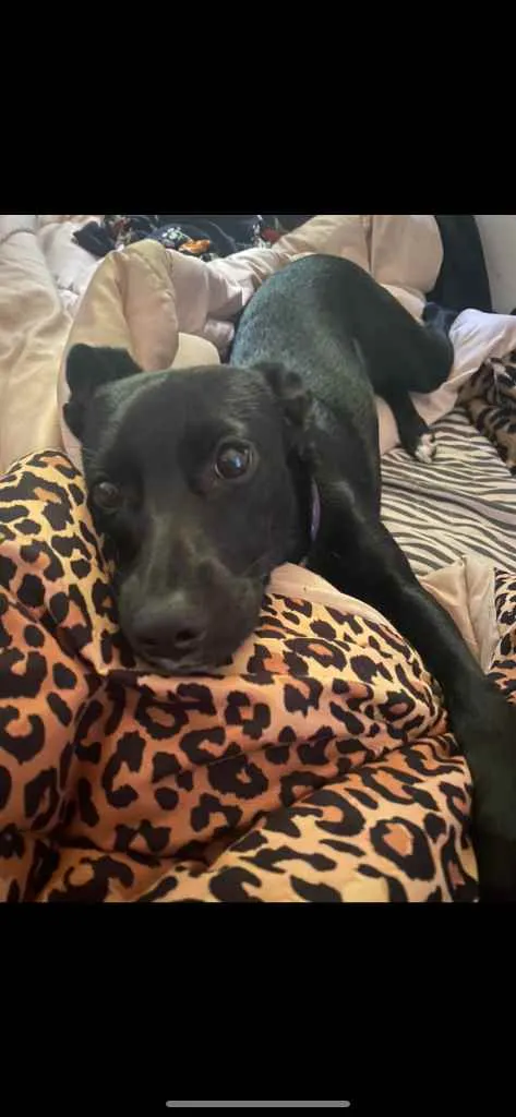 Cachorro ra a Sem raça definida idade 7 a 11 meses nome Ramona