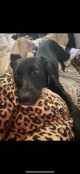 Ramona