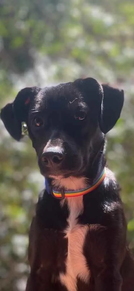 Cachorro ra a Sem raça definida idade 7 a 11 meses nome Ramona