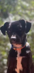 Ramona