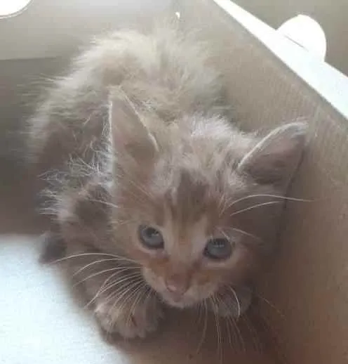 Gato ra a Ele é de raça idade 2 a 6 meses nome Lulu
