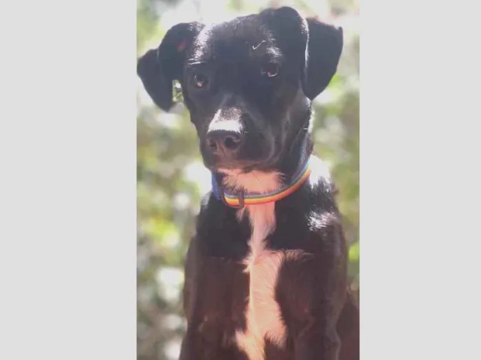 Cachorro ra a Sem raça definida idade 7 a 11 meses nome Ramona