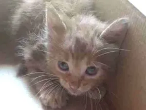 Gato raça Ele é de raça idade 2 a 6 meses nome Lulu