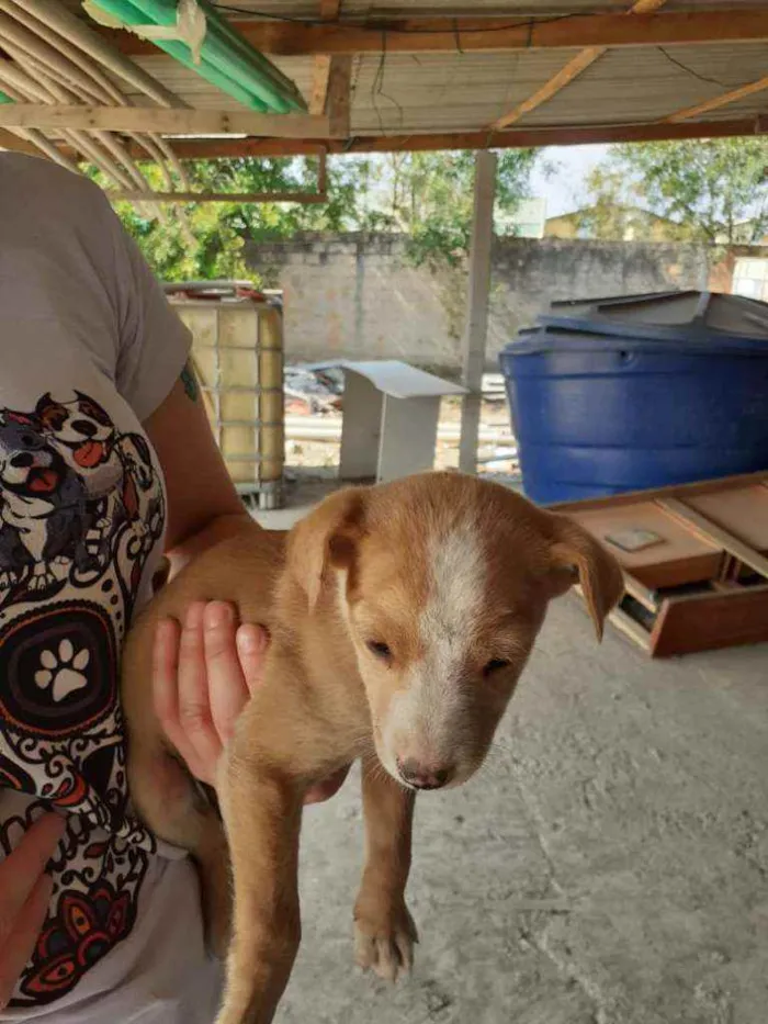 Cachorro ra a Vira-lata  idade Abaixo de 2 meses nome Sem nome