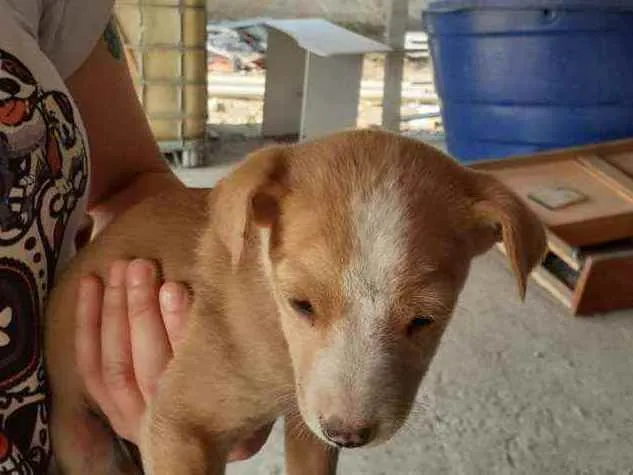 Cachorro ra a Vira-lata  idade Abaixo de 2 meses nome Sem nome