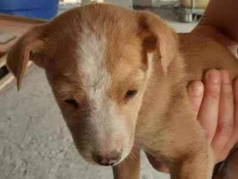 Cachorro ra a Vira-lata  idade Abaixo de 2 meses nome Sem nome