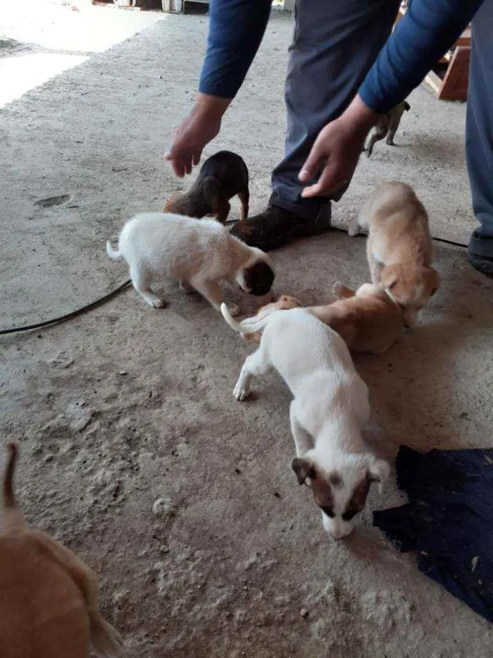 Cachorro ra a Vira-lata  idade Abaixo de 2 meses nome Sem nome