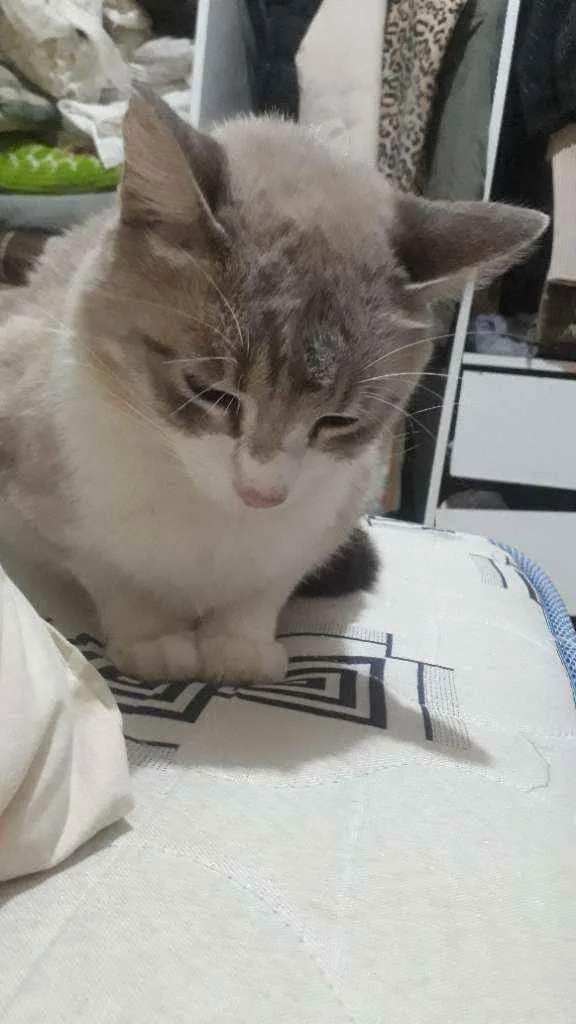 Gato ra a Não sei idade 3 anos nome Calebe