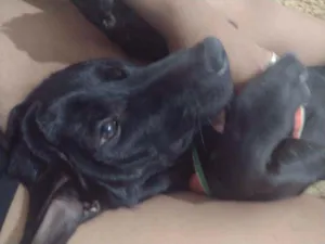 Cachorro raça Não indentificada idade 1 ano nome Lua