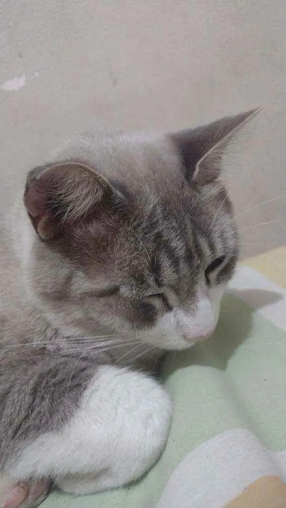 Gato ra a Não sei idade 3 anos nome Calebe