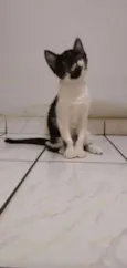 Kitty