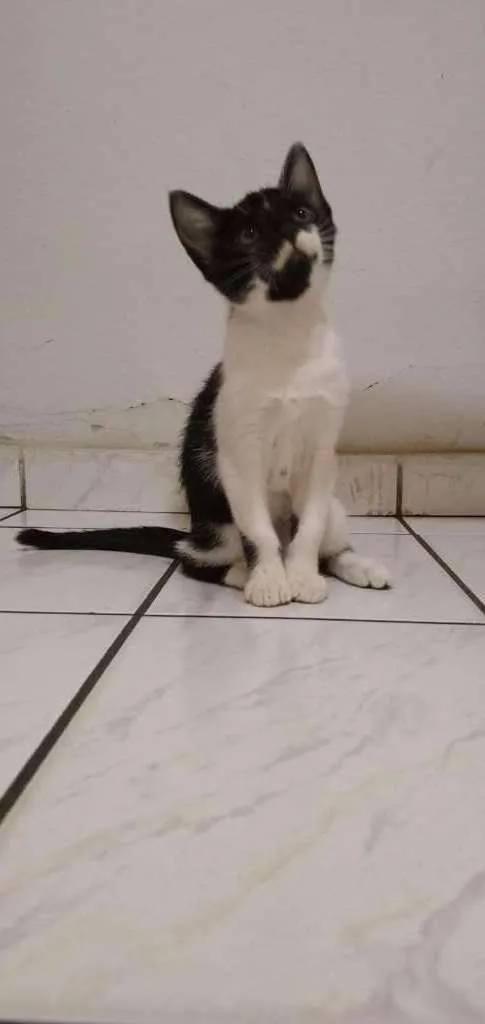 Gato raça Sem raça definida idade 2 a 6 meses nome Kitty