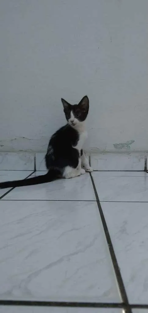 Gato raça Sem raça idade 2 a 6 meses nome Frajola