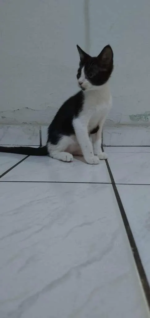 Gato raça Sem raça idade 2 a 6 meses nome Frajola