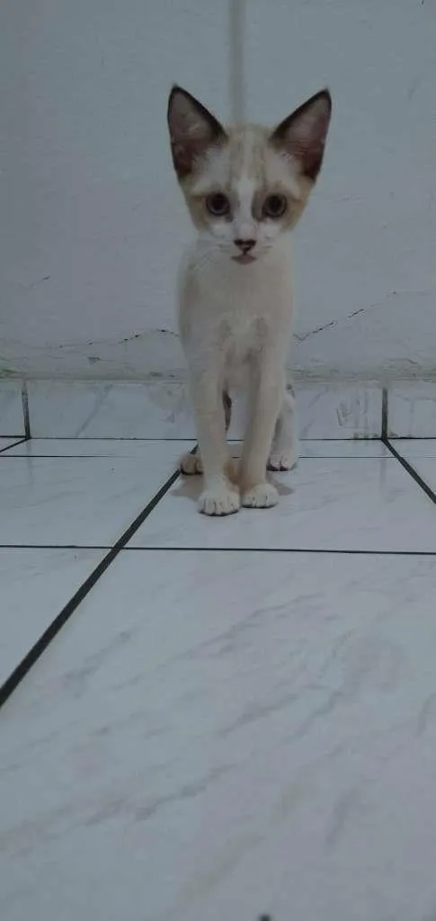 Gato raça Sem raça idade 2 a 6 meses nome Marie