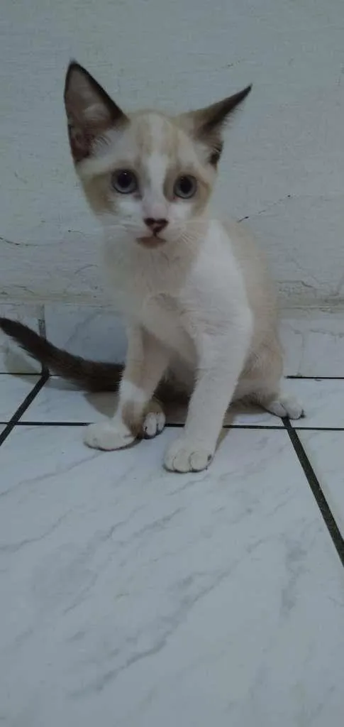 Gato raça Sem raça idade 2 a 6 meses nome Marie