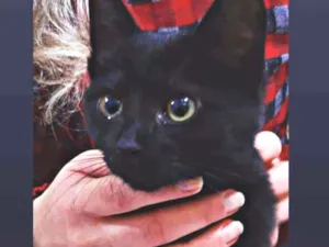 Gato raça Srd idade 2 a 6 meses nome Darwin