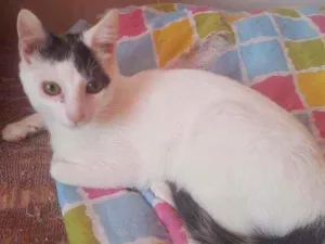 Gato raça Srd idade 2 a 6 meses nome Tommy