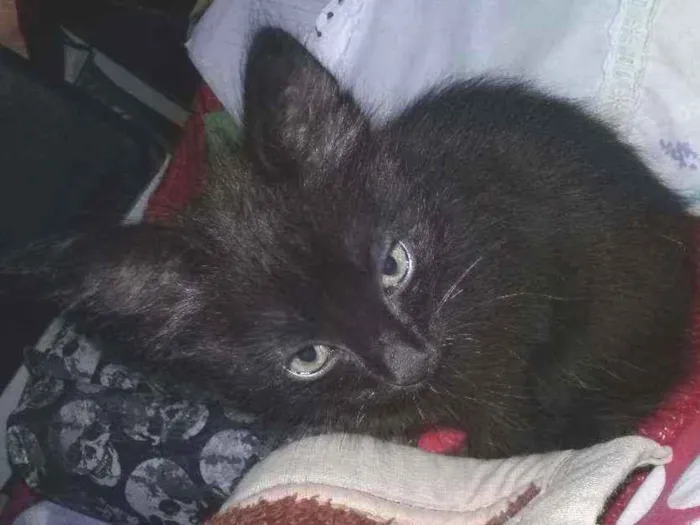 Gato ra a Não específica. idade Abaixo de 2 meses nome Não tem.