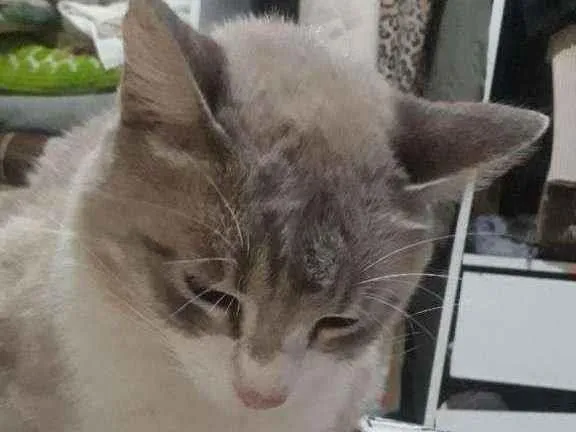 Gato ra a Não sei idade 3 anos nome Calebe