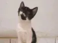 Kitty