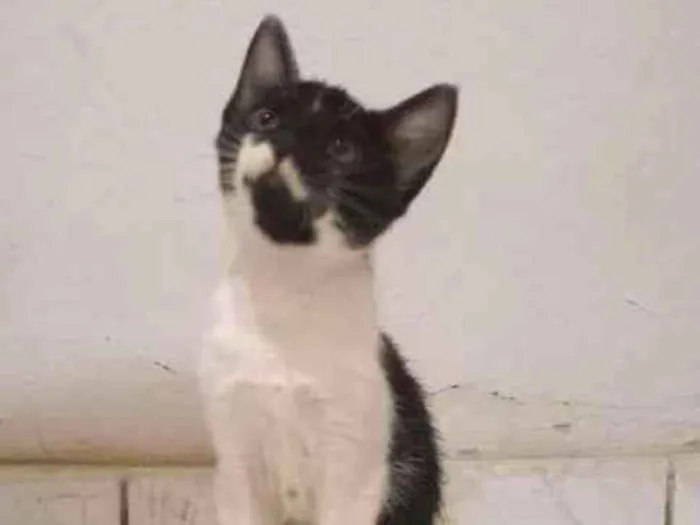 Gato raça Sem raça definida idade 2 a 6 meses nome Kitty