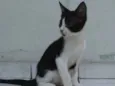 Frajola