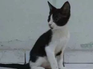 Gato raça Sem raça idade 2 a 6 meses nome Frajola