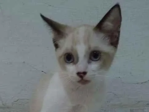 Gato raça Sem raça idade 2 a 6 meses nome Marie